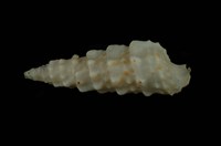 藏品(太平洋蟹守螺)的圖片